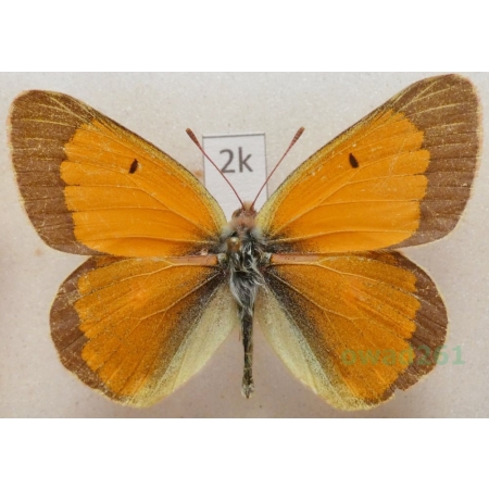 Colias viluiensis Menetries, 1859 male Russia2k